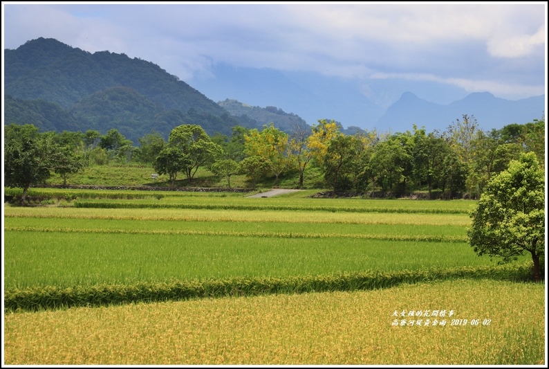 高寮河堤阿勃勒-2019-06-31.jpg