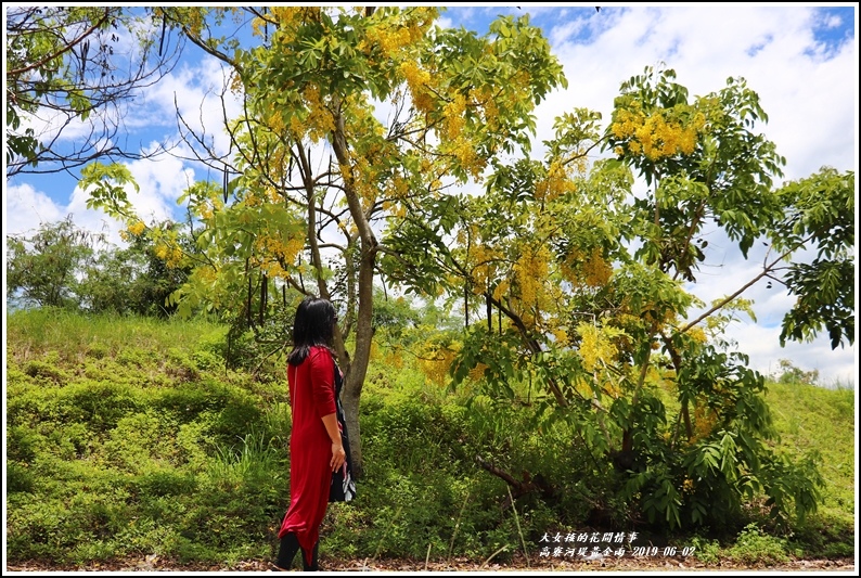 高寮河堤阿勃勒-2019-06-32.jpg