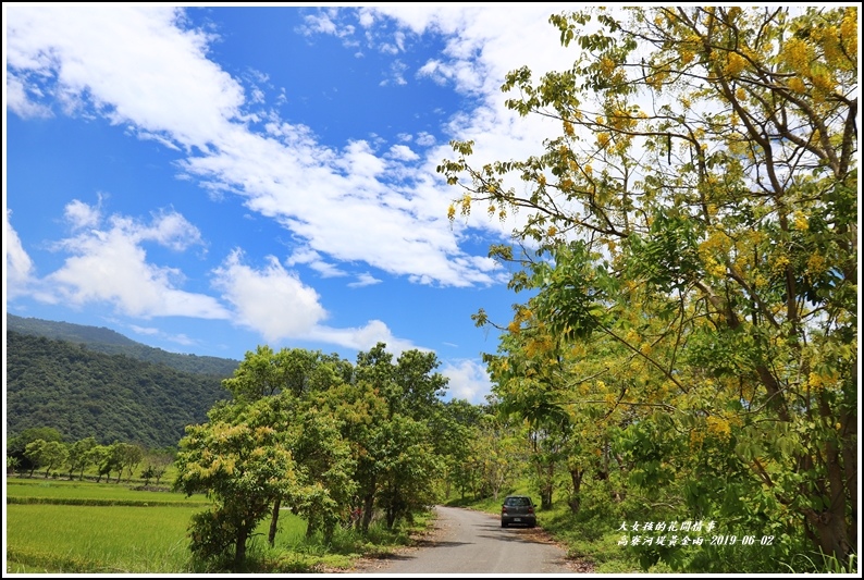 高寮河堤阿勃勒-2019-06-35.jpg