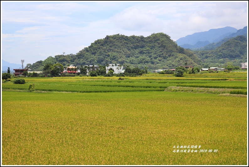 高寮河堤阿勃勒-2019-06-36.jpg