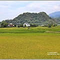 高寮河堤阿勃勒-2019-06-36.jpg