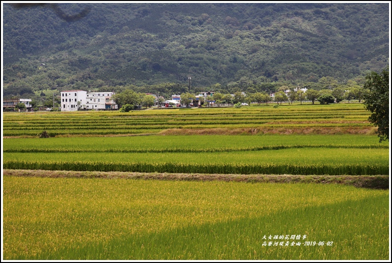 高寮河堤阿勃勒-2019-06-37.jpg