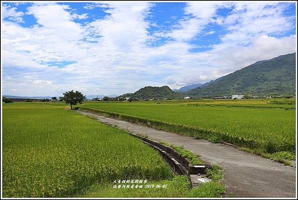 高寮河堤阿勃勒-2019-06-41.jpg