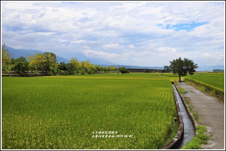 高寮河堤阿勃勒-2019-06-42.jpg