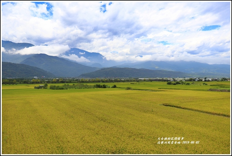 高寮河堤阿勃勒-2019-06-44.jpg