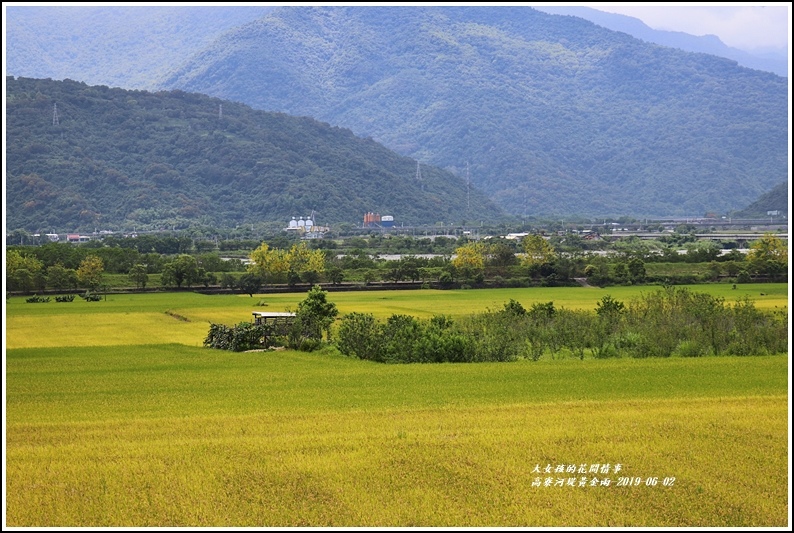 高寮河堤阿勃勒-2019-06-45.jpg