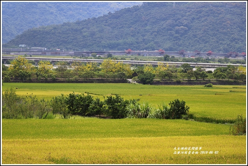 高寮河堤阿勃勒-2019-06-46.jpg