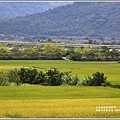 高寮河堤阿勃勒-2019-06-46.jpg