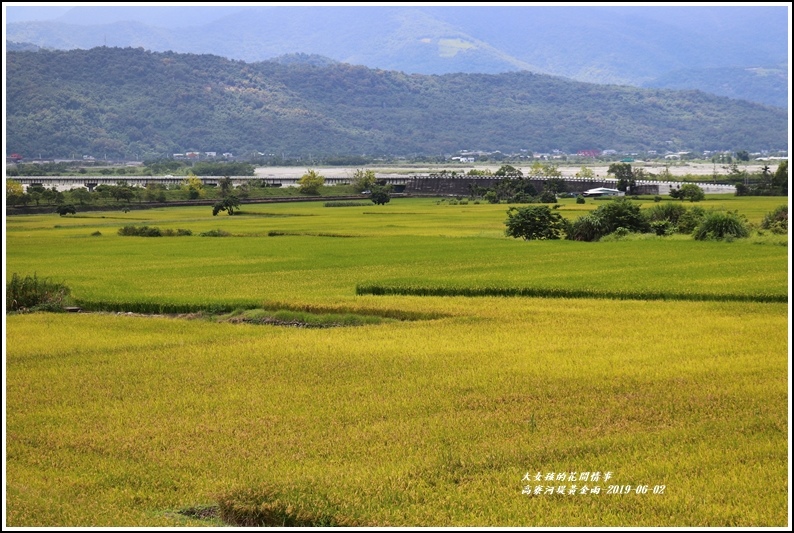 高寮河堤阿勃勒-2019-06-48.jpg