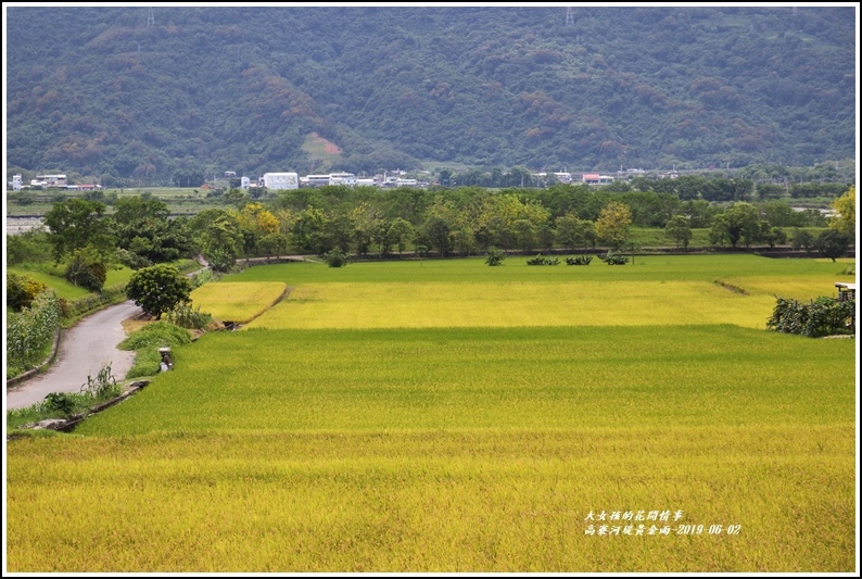 高寮河堤阿勃勒-2019-06-47.jpg