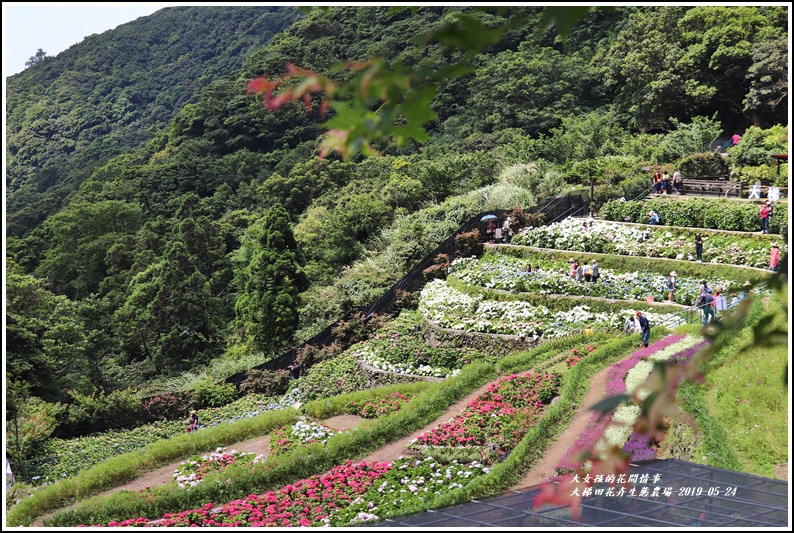 大梯田花卉生態農園-2019-05-003.jpg