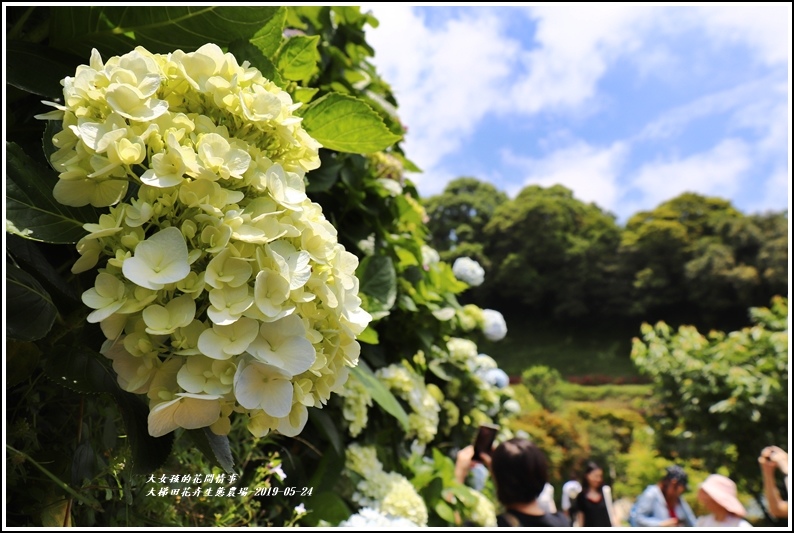 大梯田花卉生態農園-2019-05-032.jpg