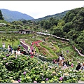 大梯田花卉生態農園-2019-05-040.jpg