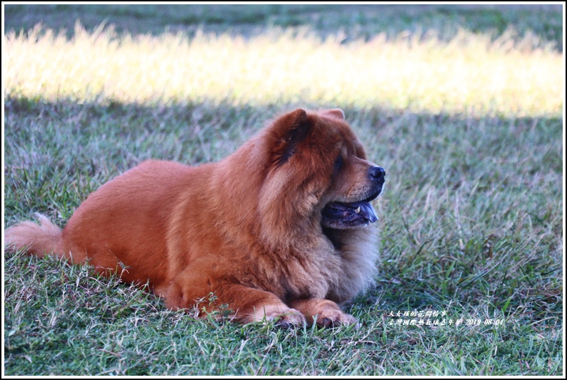 臺灣國際熱氣球嘉年華-2019-08-50.jpg 臺灣國際熱氣球嘉年華-2019-08-50.jpg
