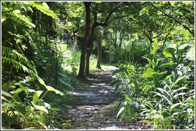 玉龍泉生態步道-2019-08-34.jpg