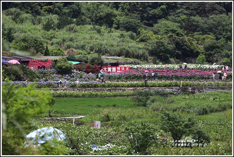 大賞園繡球花(竹子湖)-2019-05-01.jpg