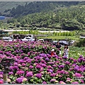 大賞園繡球花(竹子湖)-2019-05-08.jpg