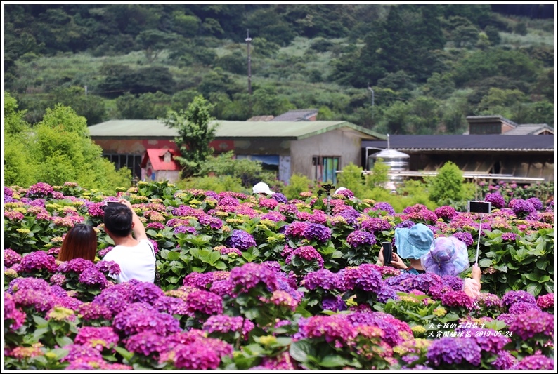 大賞園繡球花(竹子湖)-2019-05-10.jpg