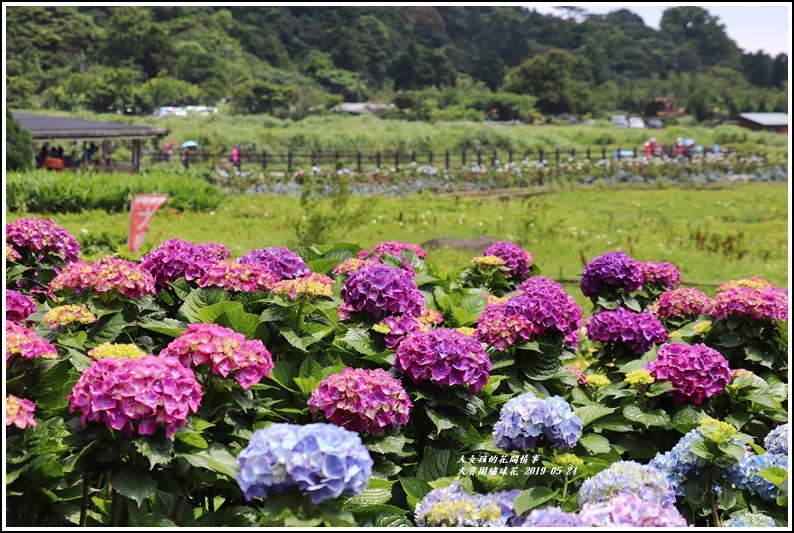 大賞園繡球花(竹子湖)-2019-05-11.jpg