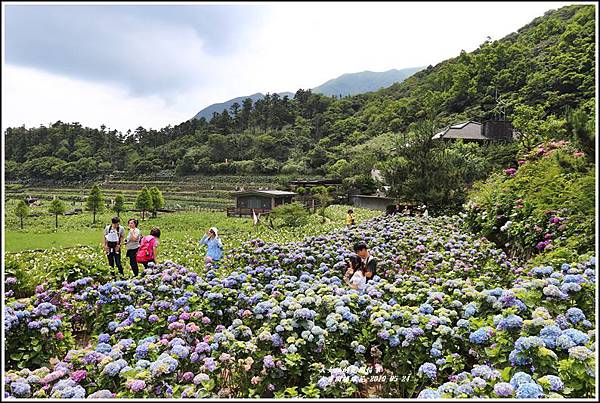 大賞園繡球花(竹子湖)-2019-05-12.jpg