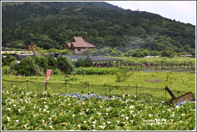 大賞園繡球花(竹子湖)-2019-05-13.jpg