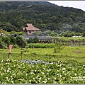 大賞園繡球花(竹子湖)-2019-05-13.jpg