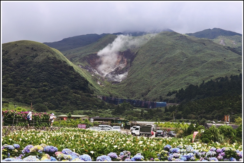 大賞園繡球花(竹子湖)-2019-05-14.jpg