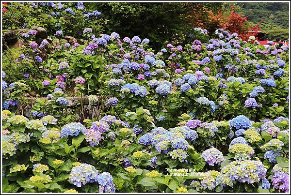 大賞園繡球花(竹子湖)-2019-05-15.jpg