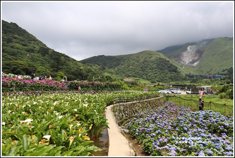 大賞園繡球花(竹子湖)-2019-05-16.jpg