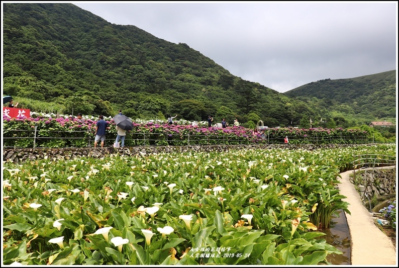 大賞園繡球花(竹子湖)-2019-05-17.jpg