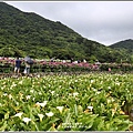 大賞園繡球花(竹子湖)-2019-05-17.jpg