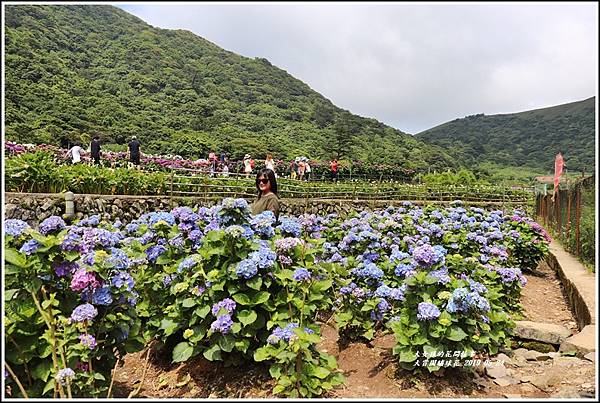 大賞園繡球花(竹子湖)-2019-05-22.jpg