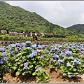 大賞園繡球花(竹子湖)-2019-05-22.jpg