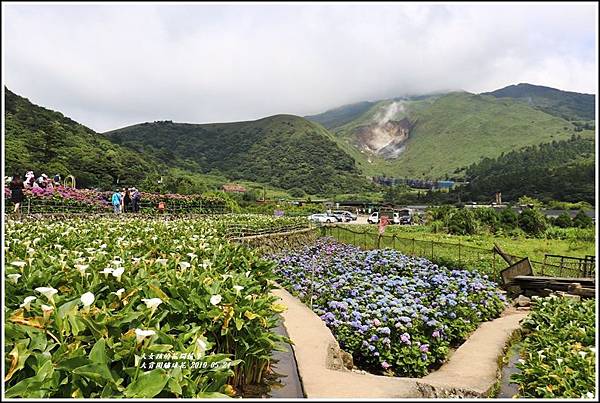 大賞園繡球花(竹子湖)-2019-05-27.jpg