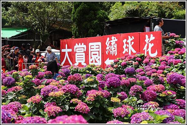 大賞園繡球花(竹子湖)-2019-05-29.jpg