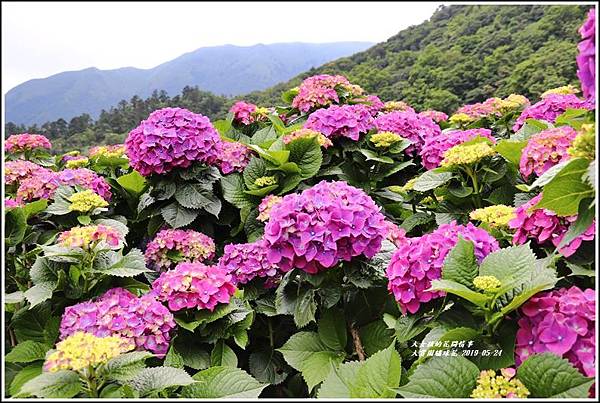 大賞園繡球花(竹子湖)-2019-05-34.jpg