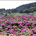 大賞園繡球花(竹子湖)-2019-05-37.jpg