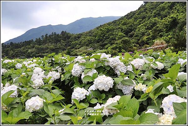 大賞園繡球花(竹子湖)-2019-05-38.jpg