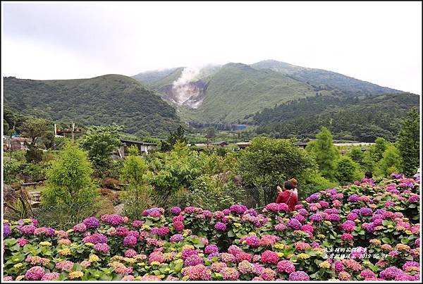 大賞園繡球花(竹子湖)-2019-05-40.jpg