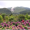 大賞園繡球花(竹子湖)-2019-05-40.jpg