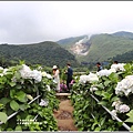 大賞園繡球花(竹子湖)-2019-05-42.jpg