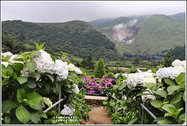 大賞園繡球花(竹子湖)-2019-05-43.jpg