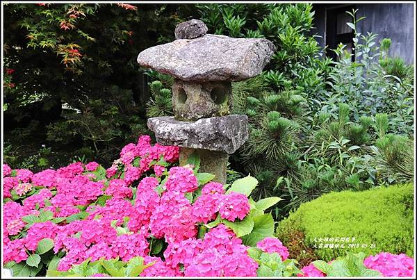 大賞園繡球花(竹子湖)-2019-05-52.jpg