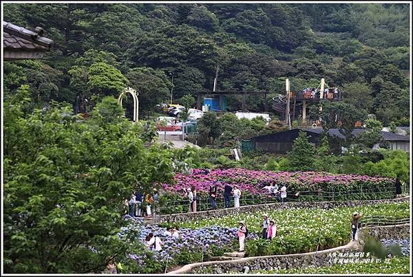 大賞園繡球花(竹子湖)-2019-05-54.jpg