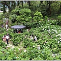 大賞園繡球花(竹子湖)-2019-05-57.jpg