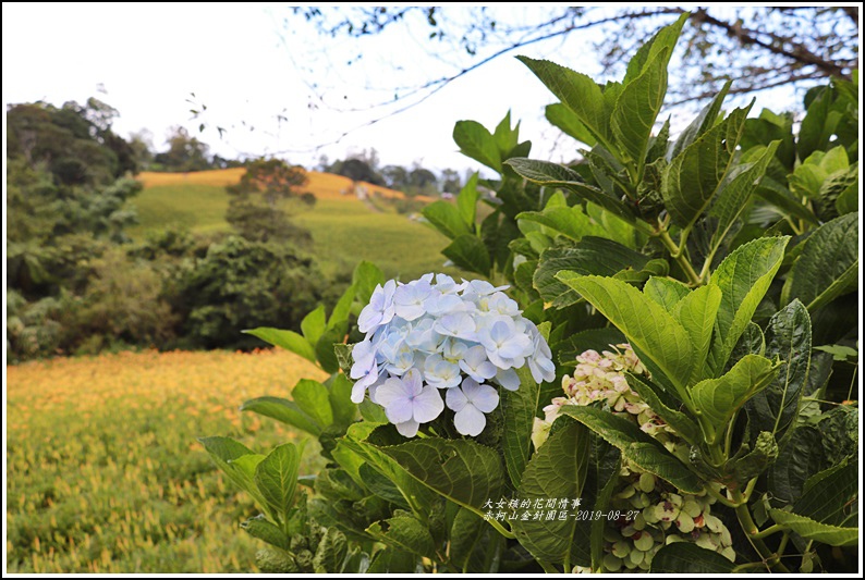 赤柯山山區-2019-08-02.jpg