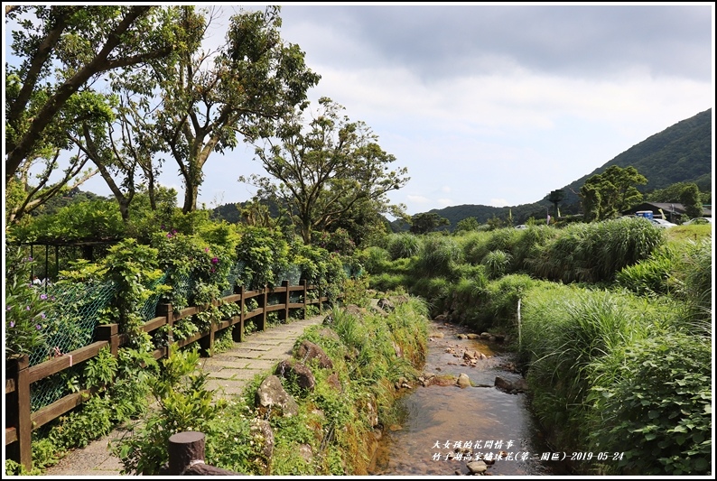 竹子湖高家繡球花(第二園區)-2019-05-01.jpg