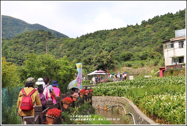 竹子湖高家繡球花(第二園區)-2019-05-02.jpg