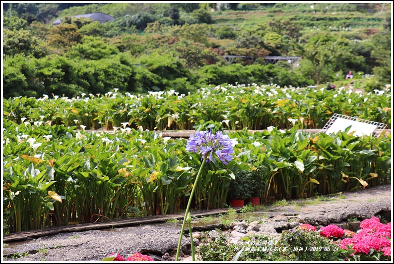 竹子湖高家繡球花(第二園區)-2019-05-03.jpg