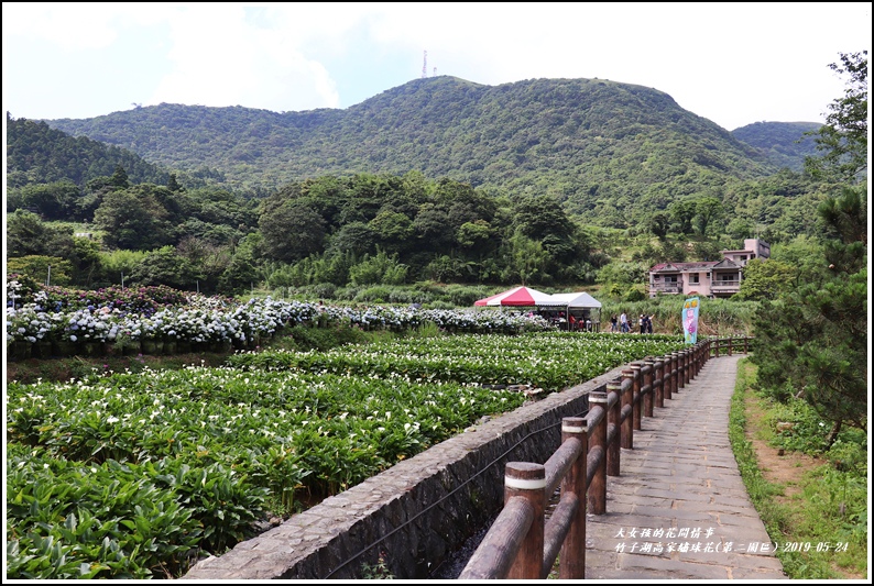 竹子湖高家繡球花(第二園區)-2019-05-04.jpg